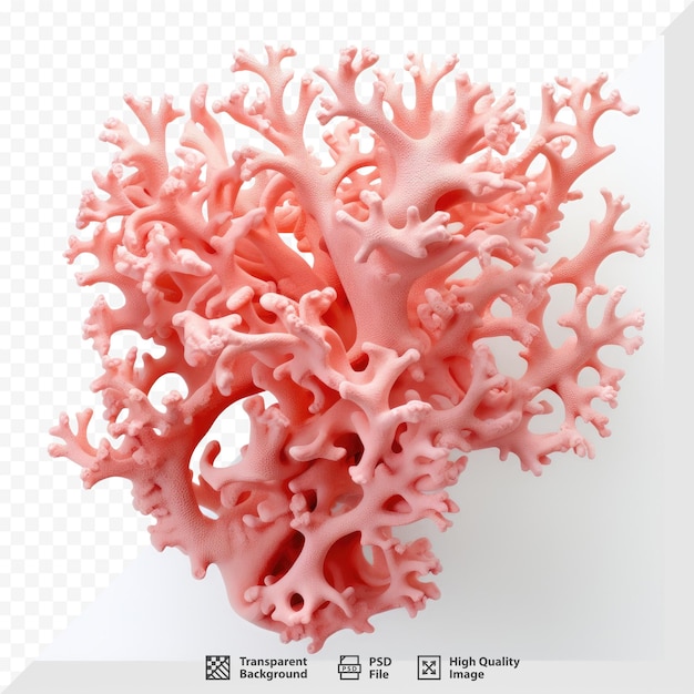 PSD un coral rosa con forma de corazón.