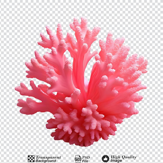 PSD coral rosa isolado em fundo transparente