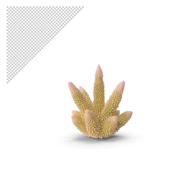 Corallo PNG
