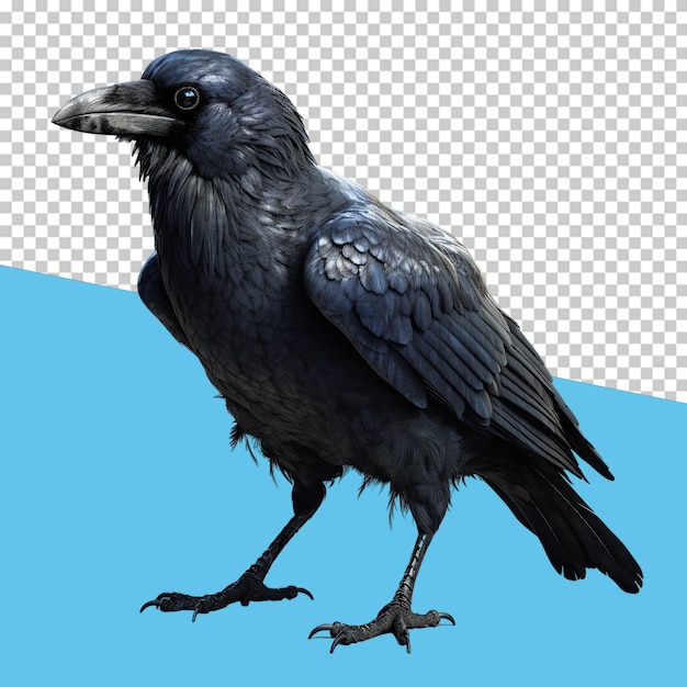 PSD corbeau