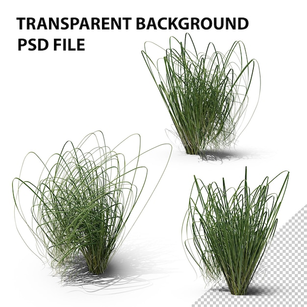 Cordgrass de las praderas de Papua Nueva Guinea