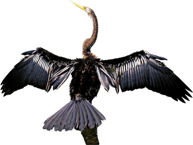 el cormorán javanés anhinga extiende las alas