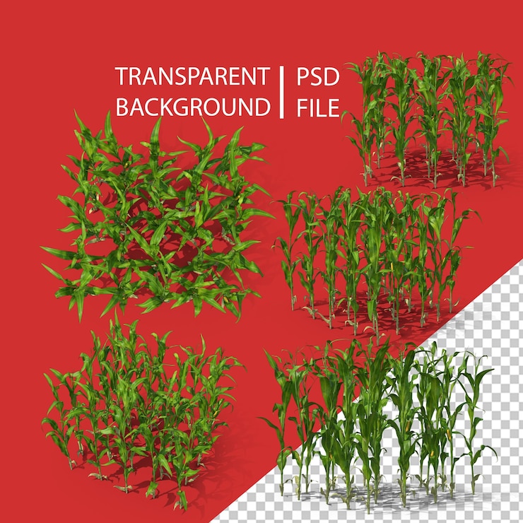PSD corn stalks and patch png