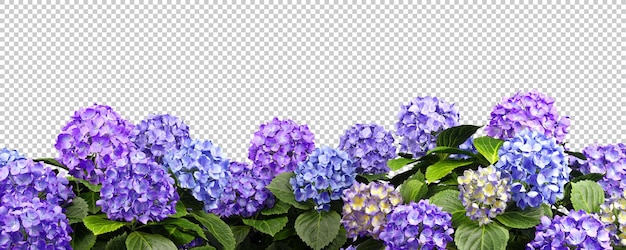 Cortar buquê florido roxo romance fundo transparente ilustração 3d