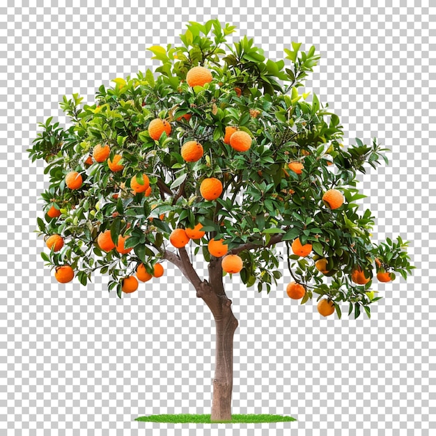 PSD cortar naranja madura capa alfa mandarina fruta salpicadura de naranja aislada en un fondo transparente