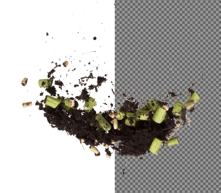 PSD cortar las semillas de frijol de patio largo mezclar con fertilizante del suelo volar caer cortar los frijoles verdes largos para plantar flotar en el aire rodar las semilla frijol del patio largo lanzar en el aire como jardín fondo blanco aislado de alta velocidad