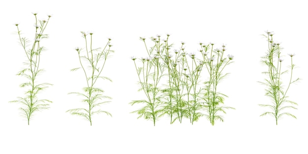 Cosmos bipinnatus Palnts aislados en fondo blanco árboles tropicales aislados utilizados para la arquitectura