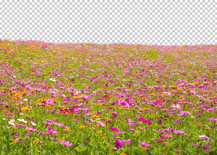 PSD cosmos field  isolated transparency background.