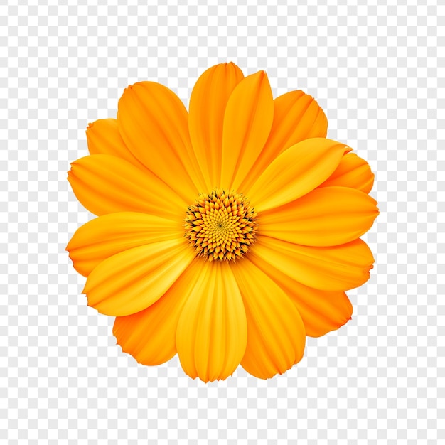 Cosmos flor laranja isolada vista superior em fundo transparente