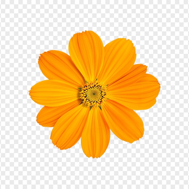 Cosmos flor laranja isolada vista superior em fundo transparente