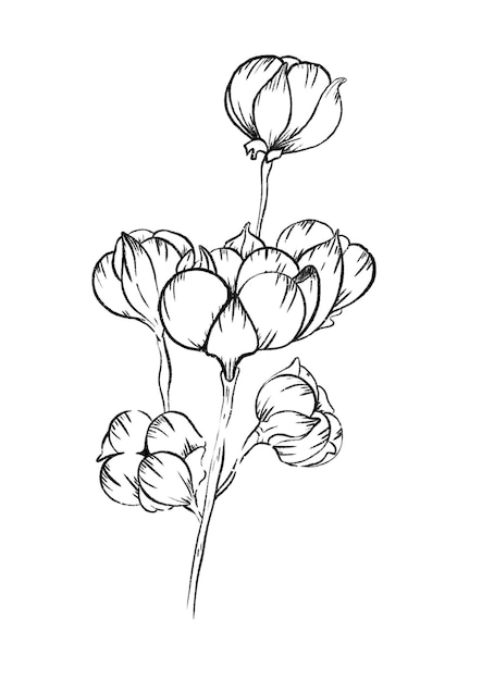 cotone