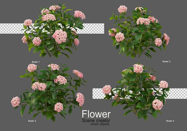 Les couleurs de divers types de fleurs