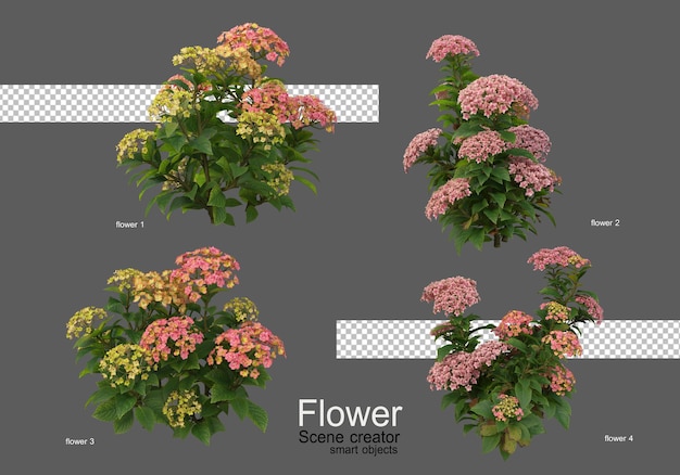 Les Couleurs De Divers Types De Fleurs