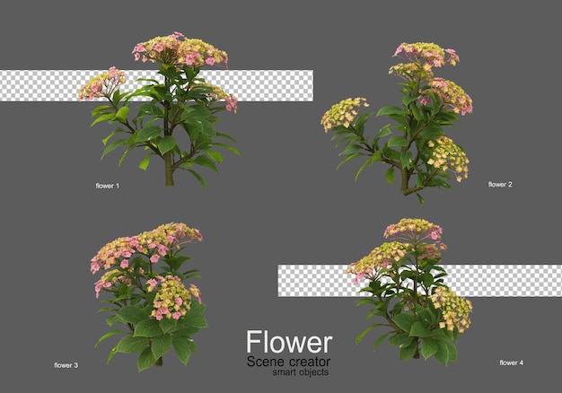 Les Couleurs De Divers Types De Fleurs