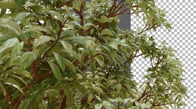Couropita Guanensis png renderização 3D transparente