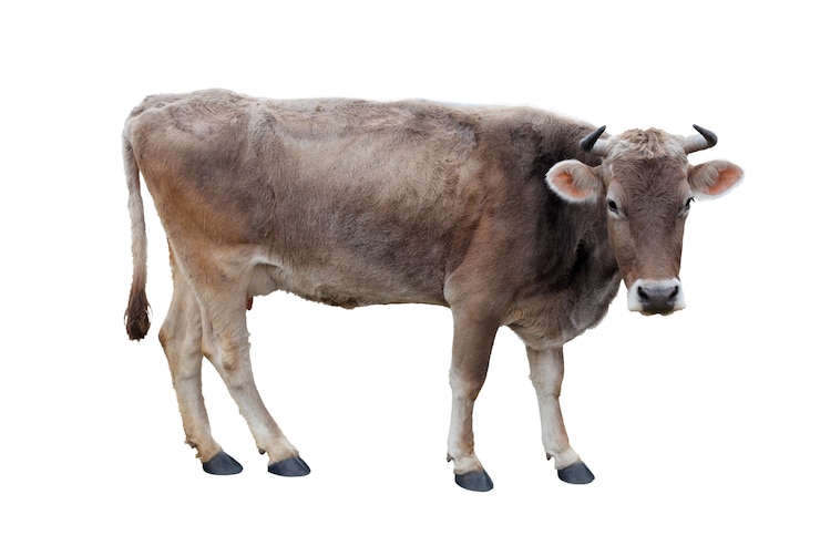 PSD cow on a white background
