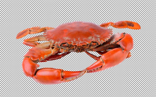 PSD crabe de mer sur fond de couche alpha