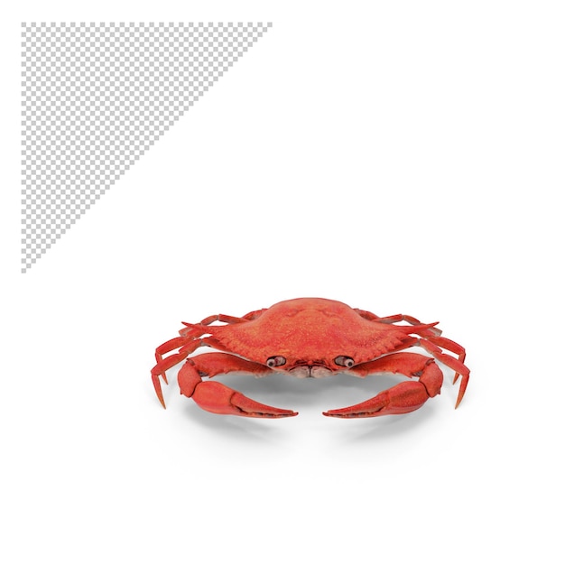 PSD crabe png