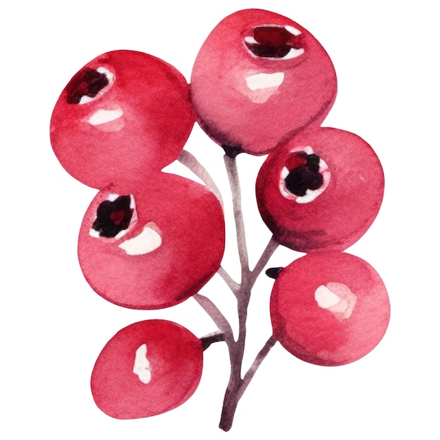 PSD cranberry peint à l'aquarelle élément de conception d'aliments frais dessiné à la main isolé sur fond blanc