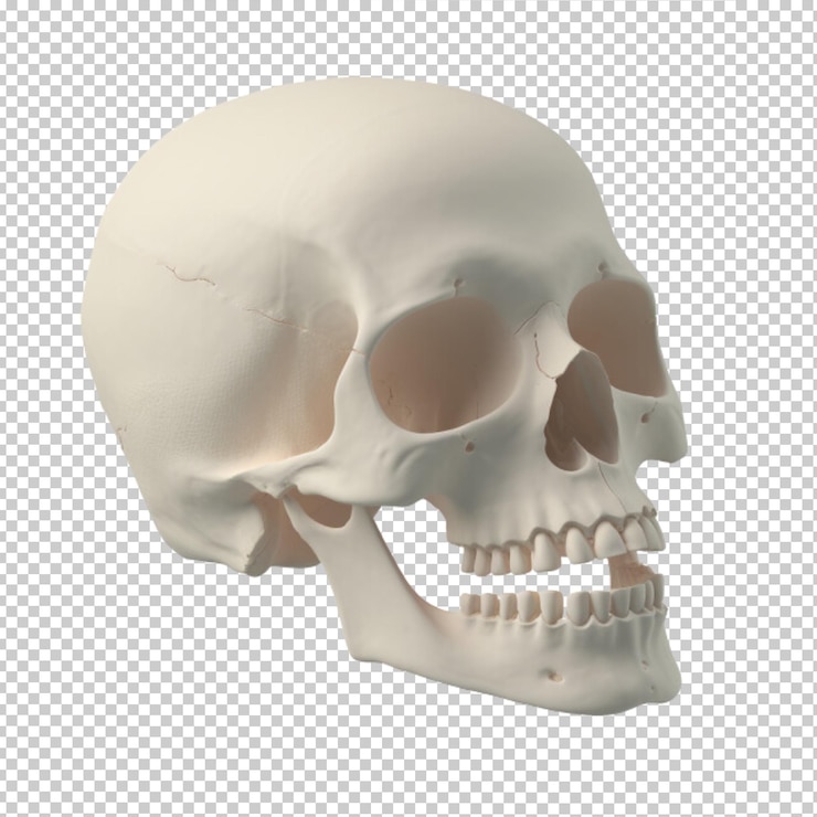 PSD crânio branco sem fundo png