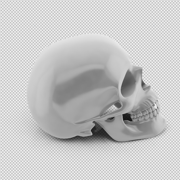 Crânio isométrica 3D isolado render