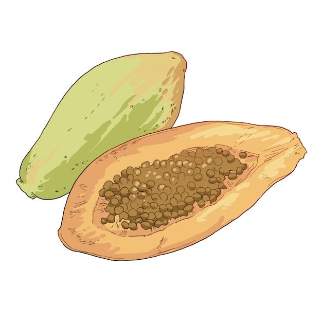 Creación de ilustraciones de frutas de comida de papaya