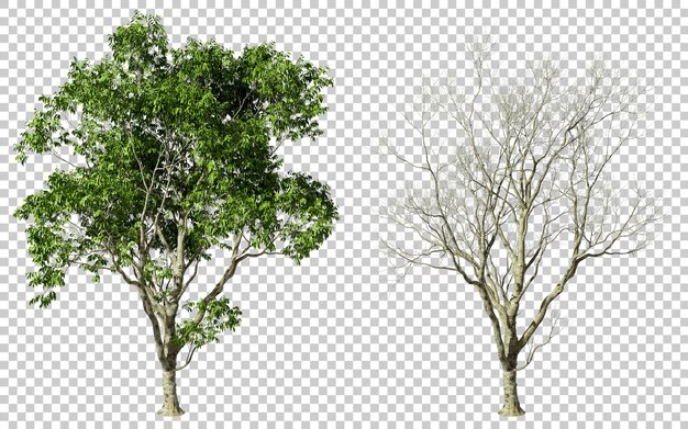 Crecimiento de árboles verdes y fondos transparentes realistas muertos ilustraciones 3D png