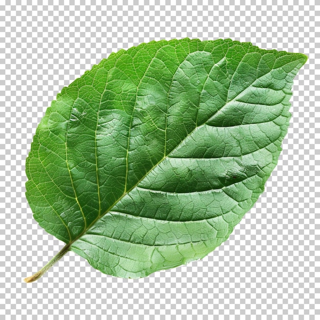 Crescimento em close-up ambiental exuberante folha ecológica verde natural isolada em fundo transparente