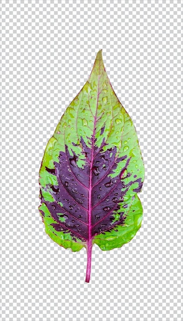 PSD cresta de gallo flor hoja verde aislado png fondo transparente archivo psd