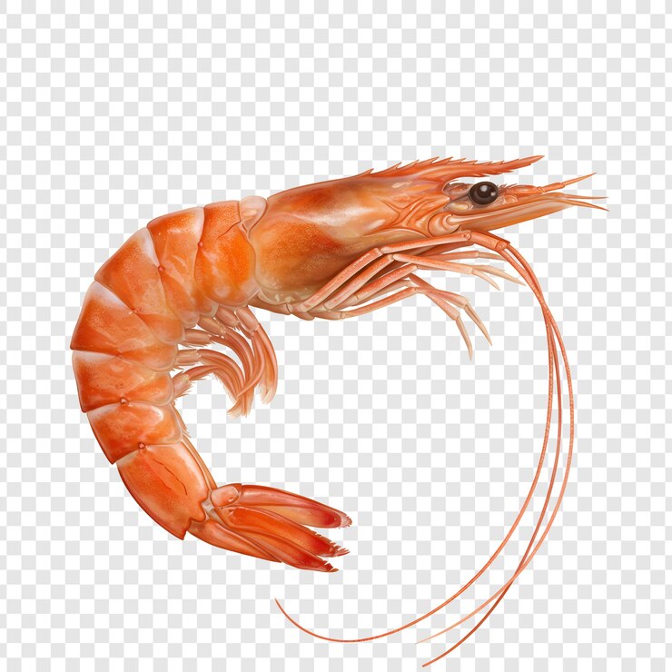 PSD des crevettes cuites isolées sur un fond blanc