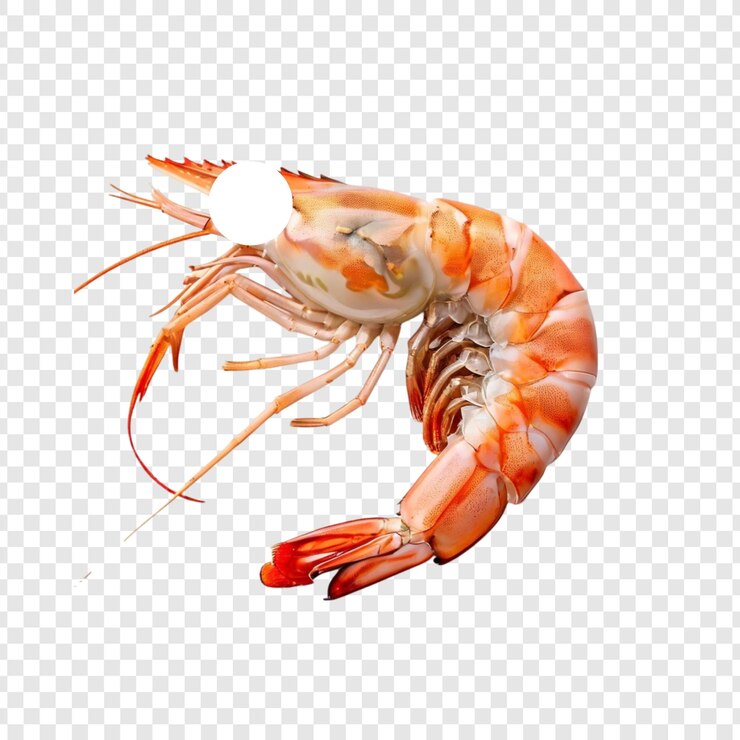 PSD des crevettes délicieuses cuites, des fruits de mer, des délices de l'océan, des apéritifs, de la cuisine.