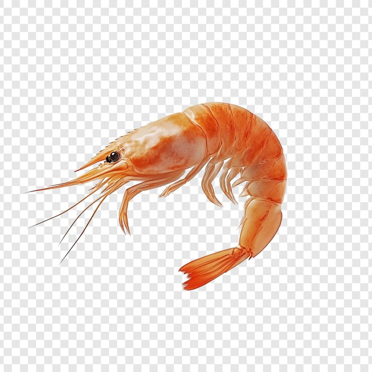 PSD crevettes fraîches cuites