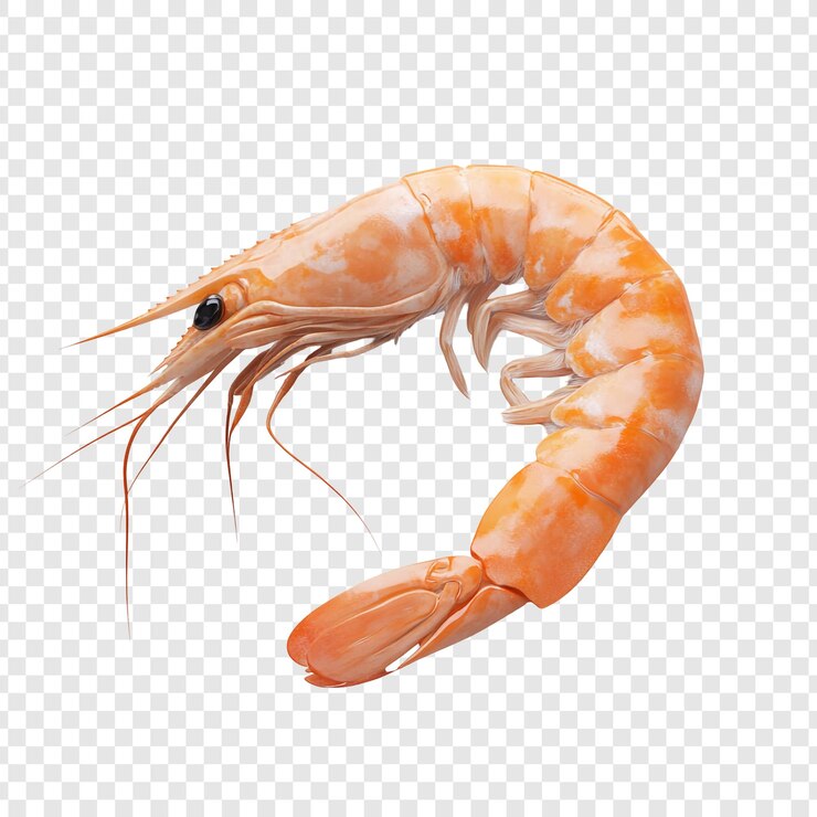 PSD crevettes fraîches cuites
