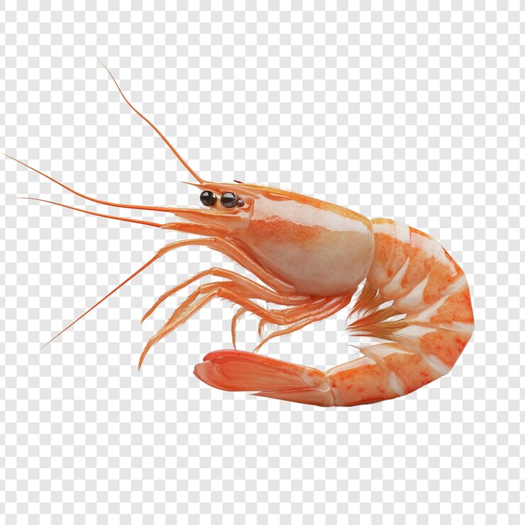 PSD des crevettes fraîches isolées sur un fond blanc