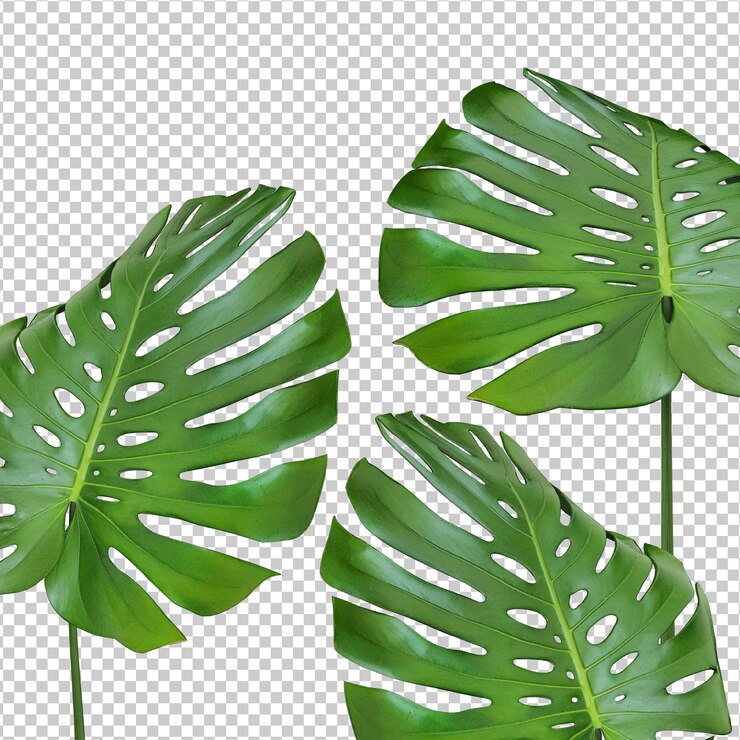 PSD criador de cena de plantas isoladas