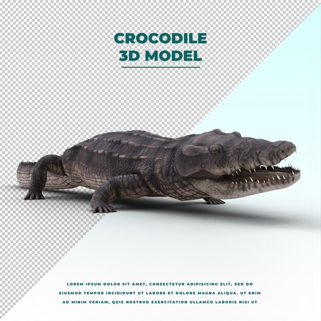 Crocodile Isolé