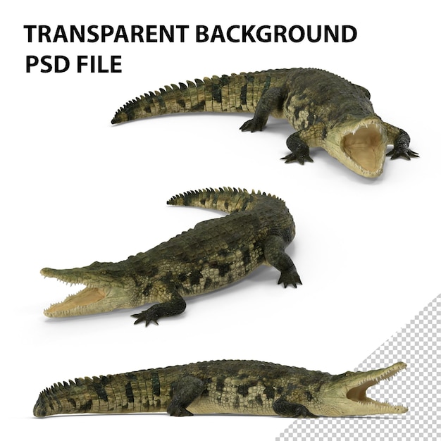 Crocodilo da Papua-Nova Guiné