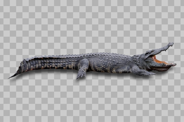 Crocodilo isolado