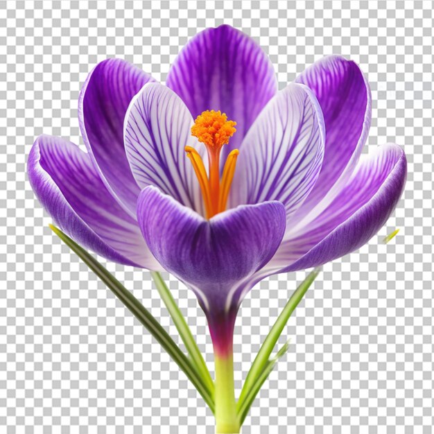 PSD crocus en un fondo transparente