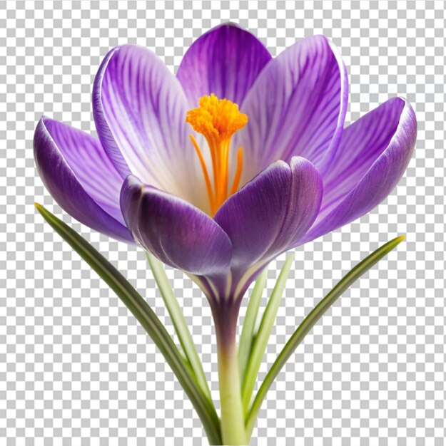 PSD crocus en un fondo transparente