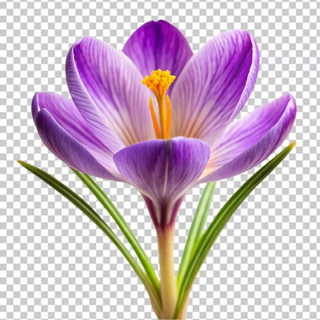 PSD crocus en un fondo transparente