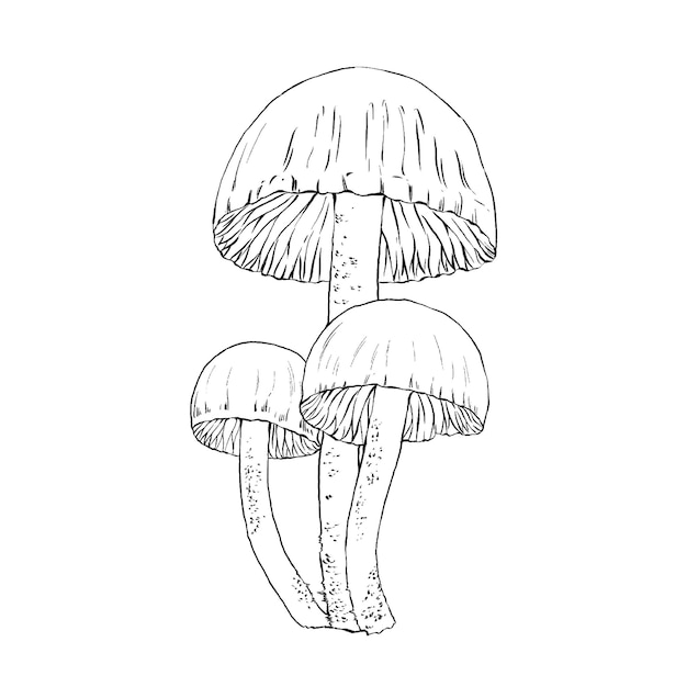 PSD un croquis de champignons sur fond blanc.