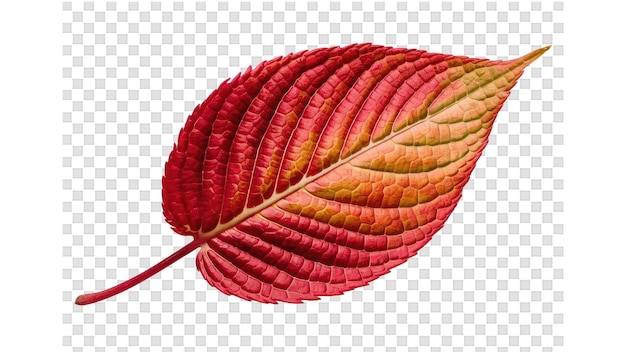 PSD croquis d'une feuille d'automne rouge avec des feuilles jaunes et rouges