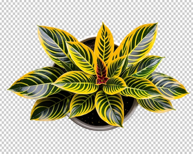 PSD croton de planta de casa em uma vista superior de uma panela em um fundo isolado 3d png