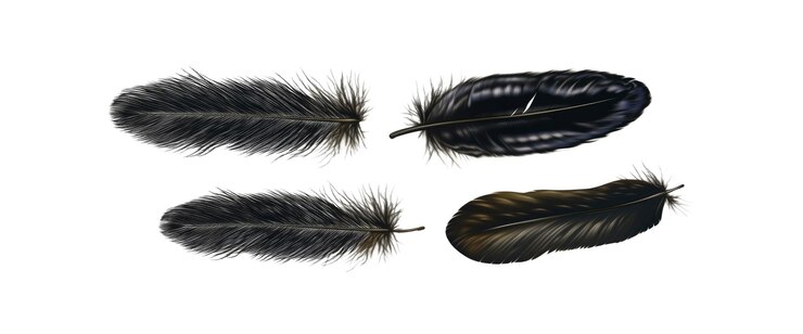 PSD cuatro plumas negras aisladas sobre un fondo blanco