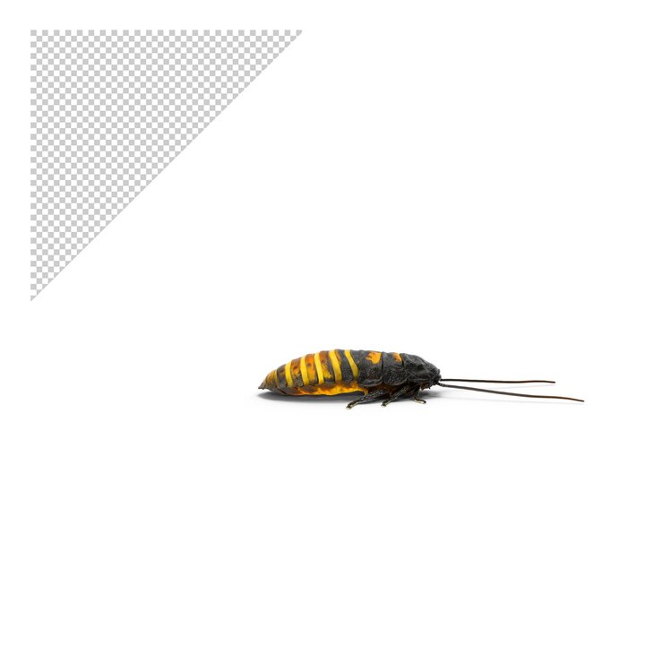 PSD cucaracha silbante png