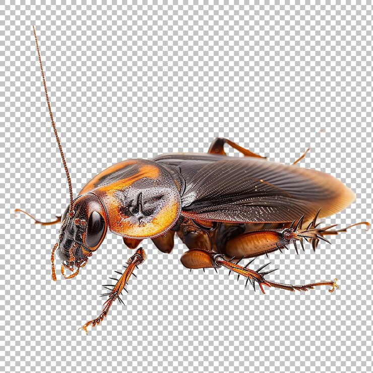 PSD cucaracha sobre un fondo transparente