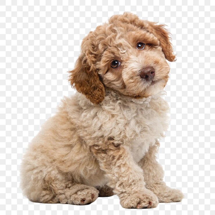 PSD cuccino lagotto romagnolo isolato su sfondo trasparente