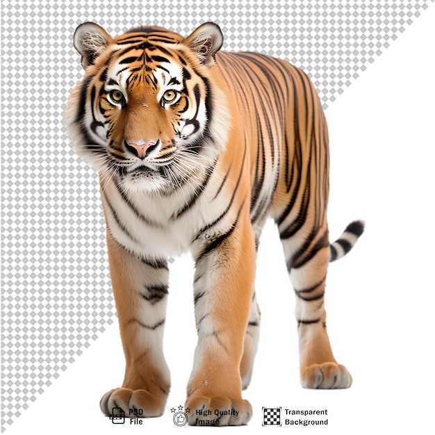 Cuerpo entero de tigre sobre fondo transparente