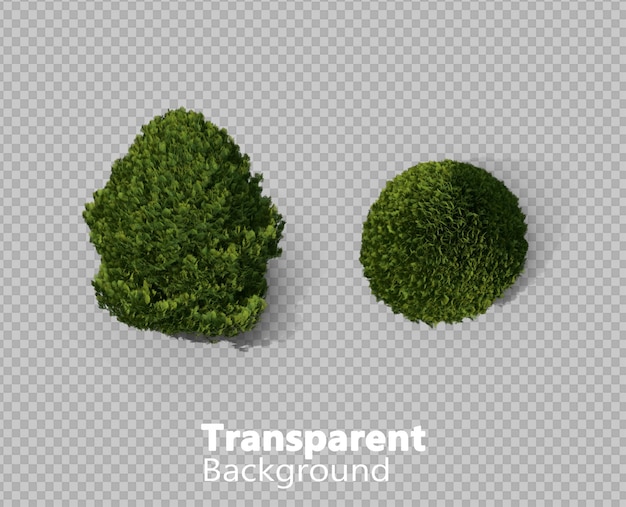 cupreso sobre un fondo transparente
